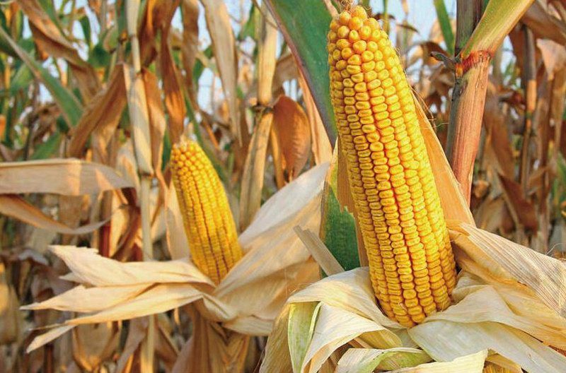 黄玉米